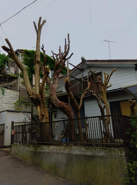 空き家の樹木伐採と不用品処分（横浜市南区）